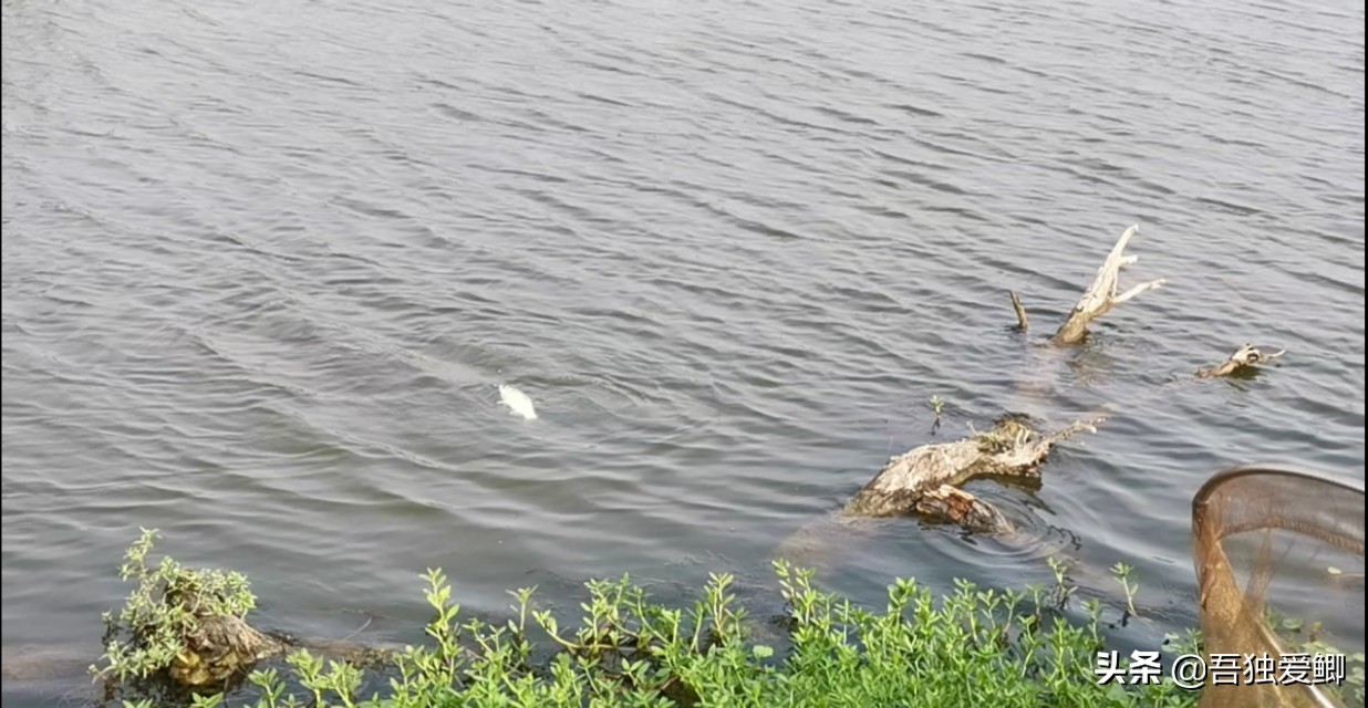 为什么大板鲫吃口很轻,大板鲫一般多少度吃口