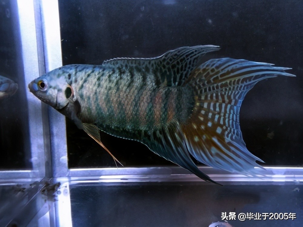 大连旅顺野钓淡水鱼的地方,大连近海常见鱼类图鉴