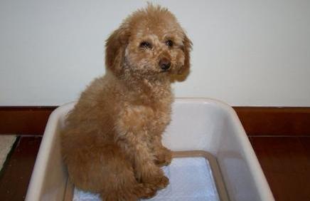 怎么训练泰迪犬才听从命令,如何训练泰迪犬的最好方法