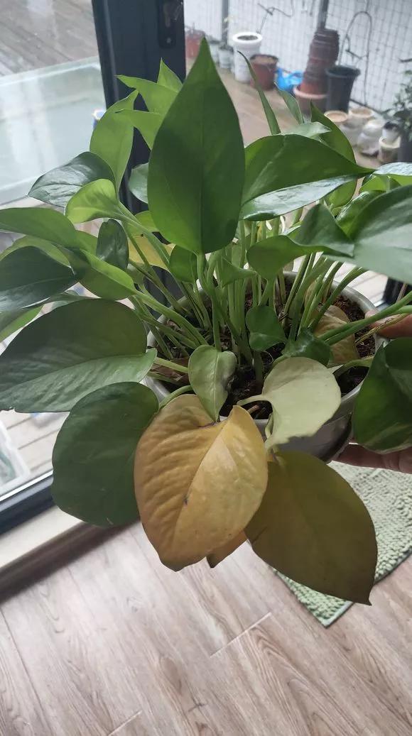 绿萝的生长过程有黄叶正常吗,绿萝黄叶的正确方法