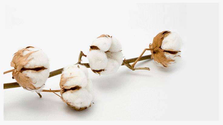 红金顶布草价格,红金顶布草