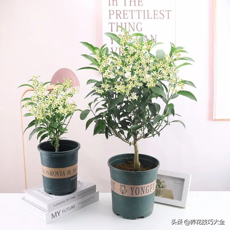 什么品种的香水花最好养,10种最香的香水花