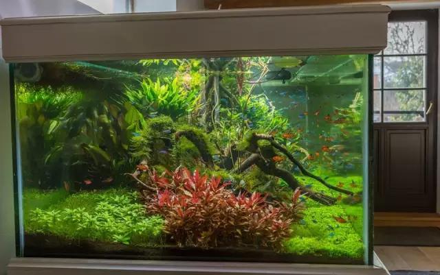 本色水景水草造景培训,本色水景水草培训