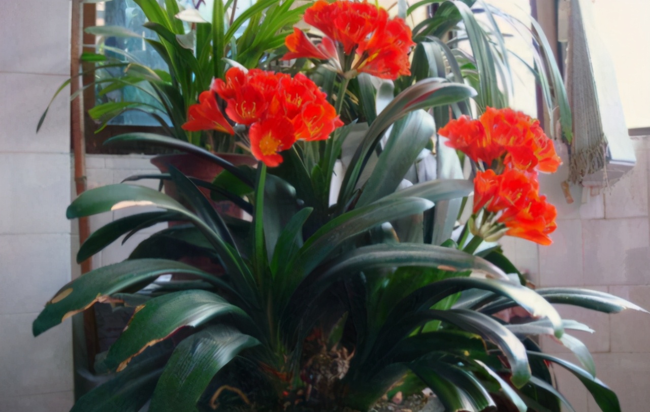 淘米水养花的正确方法和注意事项,鸡蛋壳淘米水做养花肥料的方法