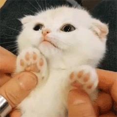 养猫应该如何起名,猫的名字越贱越好养活