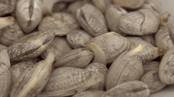 蛤蜊蒸蛋鲜到掉眉毛,蛤蜊蒸蛋的由来