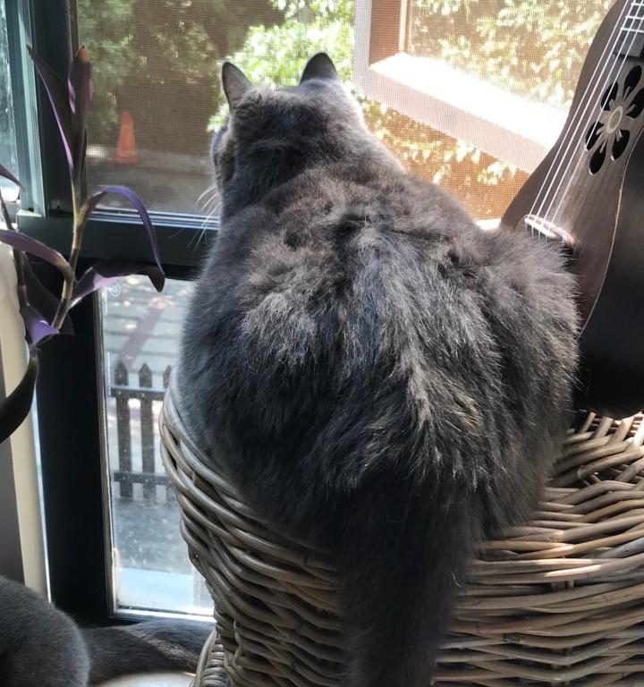 选猫粮看重什么品质的狗粮,选购猫粮看成分表最需要看什么