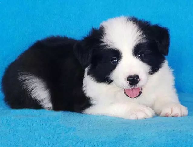 45只名犬排行,45种名犬您都认识吗