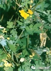 动物中药功效大全,中药药材大全及功效