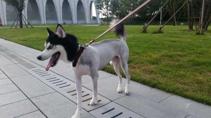 哈士奇特别瘦怎么回事,哈士奇偏瘦掉毛是怎么回事