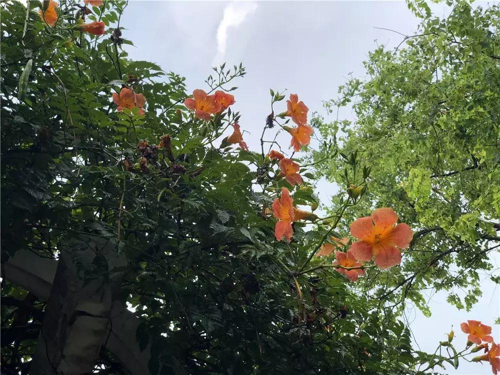 一年四季开花的爬藤花卉有哪些,一年就能爬满墙的爬藤花卉