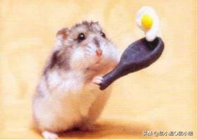 如何让咬人仓鼠变得不咬人,如何让咬人的仓鼠变得不咬人