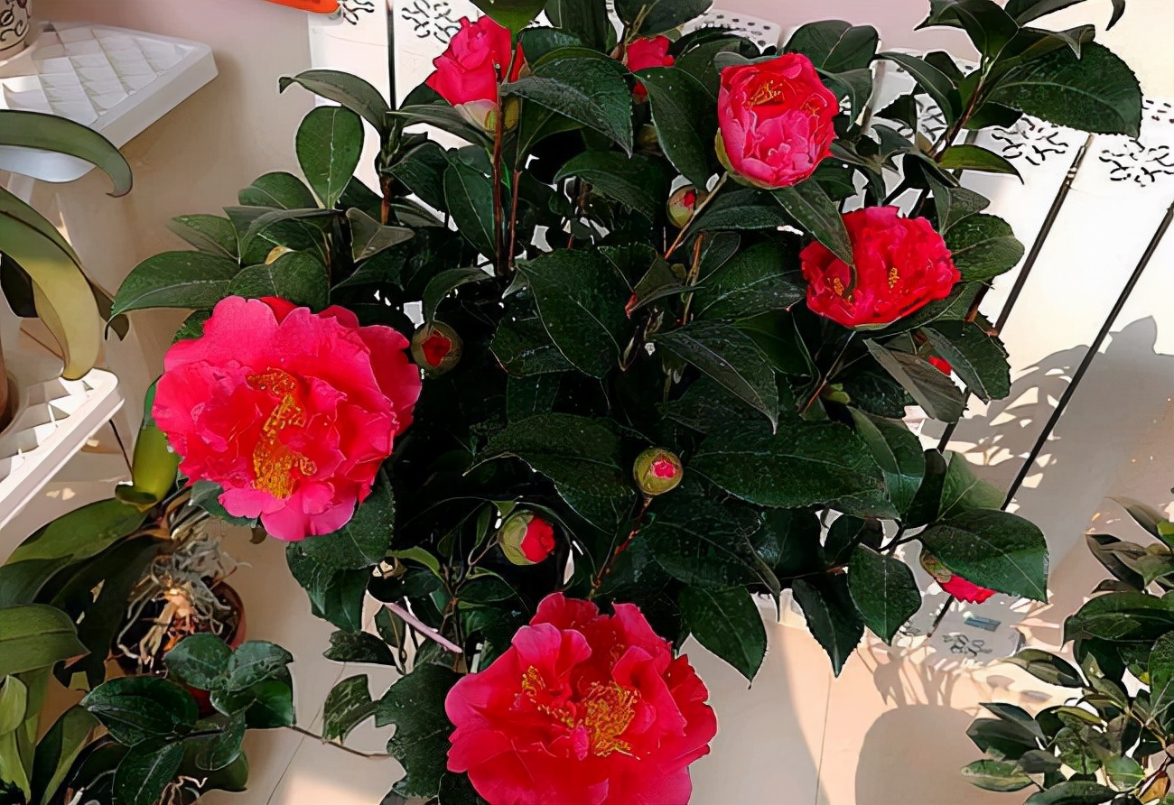 十大好养的懒人花好看,家中常种的十种吉祥花