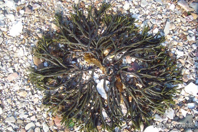 海里的食用藻类图片,青岛海边常见的生物