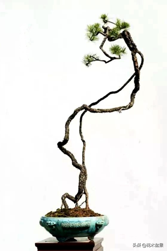 文人树盆景，宣泄一种情绪，吐露一种幽愤