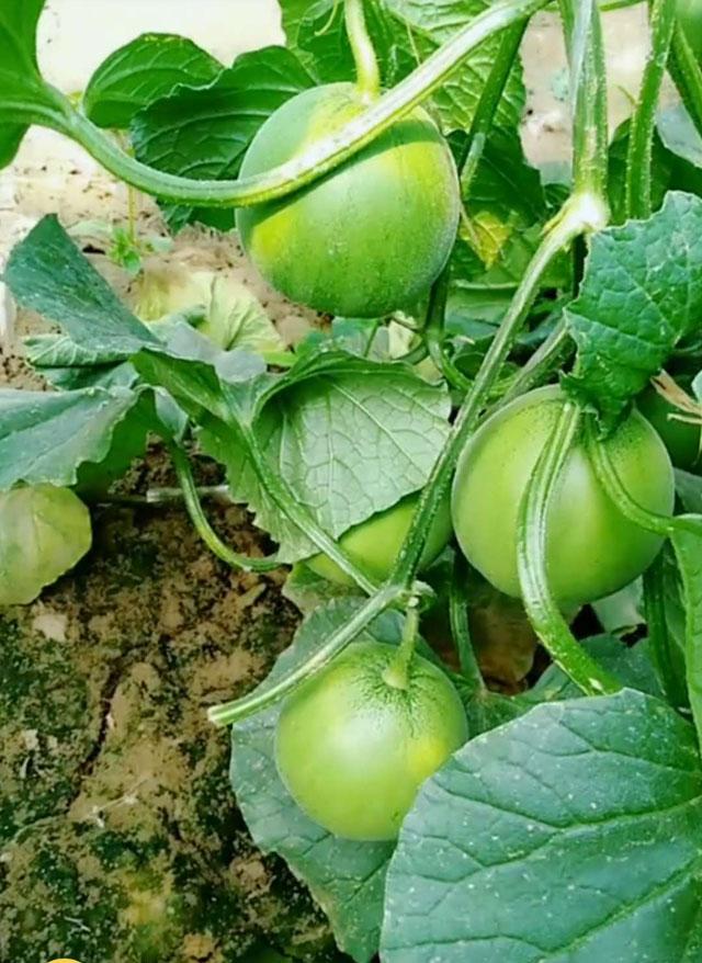 绿宝甜瓜成熟了裂口是怎么回事,绿宝甜瓜为什么裂瓜