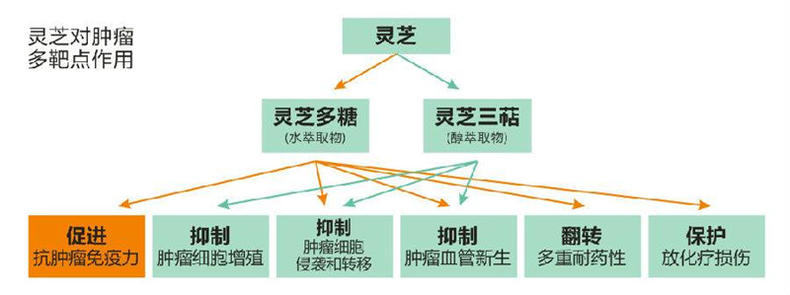 灵芝孢子粉选什么样的最好,如何选择灵芝孢子粉