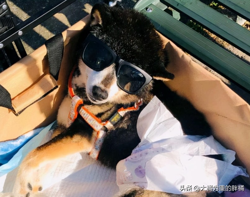 被主人安乐的柴犬,台湾安乐死狗