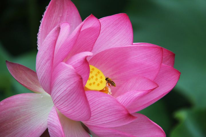 诗词品读：春窗一觉风流梦，却是同衾不得知