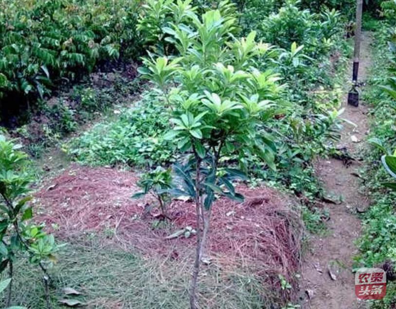 种植杨梅树多少平米一棵,杨梅树庭院种植位置图片