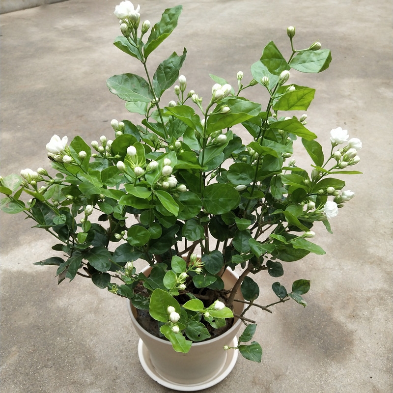 22种花耐旱耐热,天冷种花要注意什么