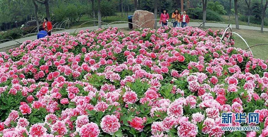 天津春天最美的花园,天津春天去赏花