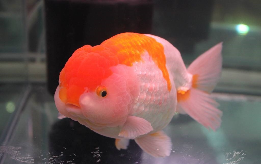 你还在给鱼缸加盐吗？我的弯路，你们就别再走了