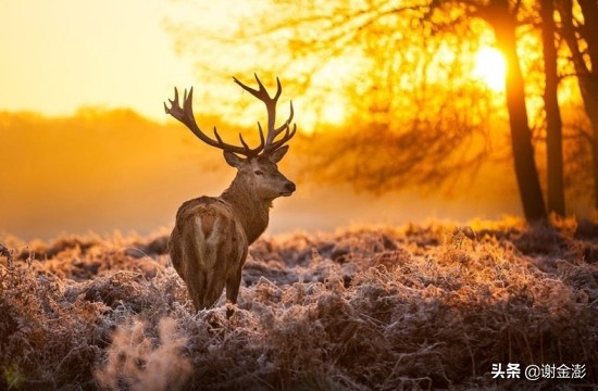 管仲买鹿灭楚下一句是什么,管仲买鹿灭楚国故事