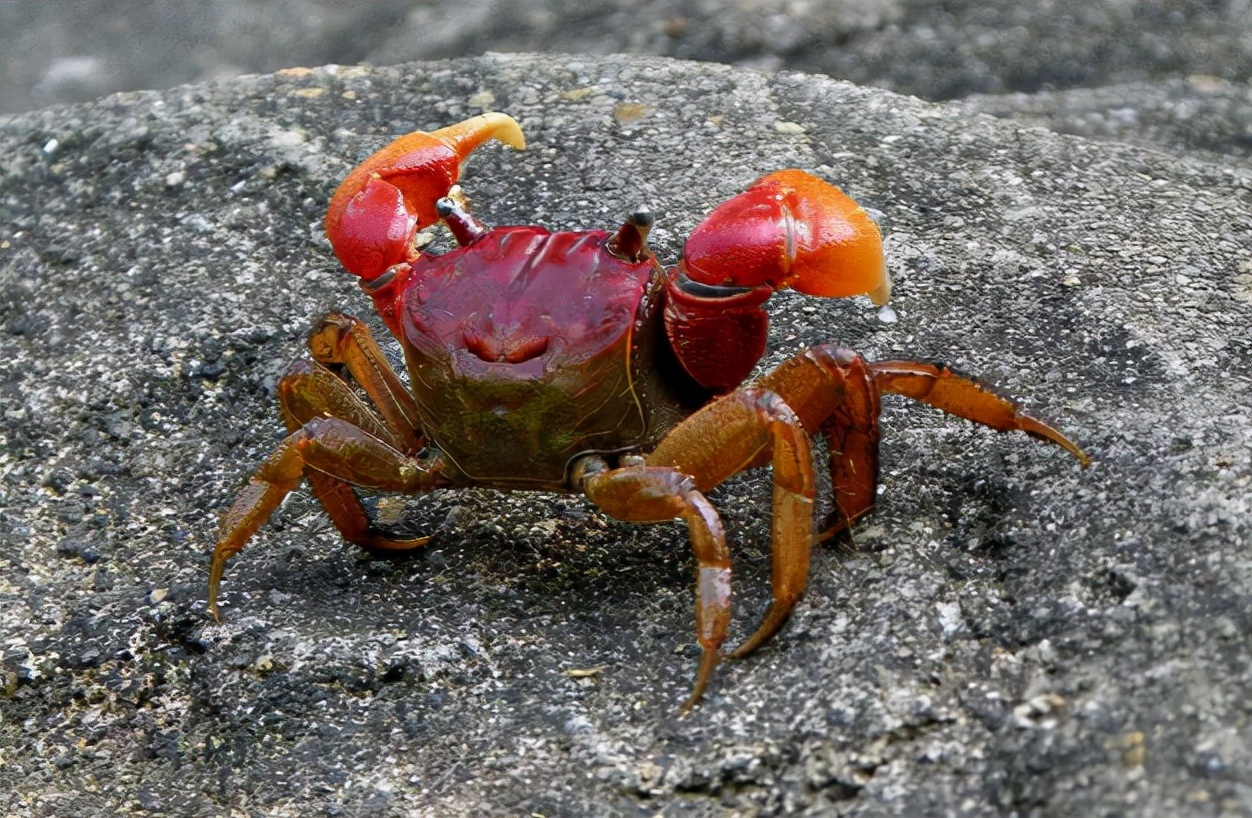 大闸蟹捕食稻田害虫,螃蟹的害虫是什么
