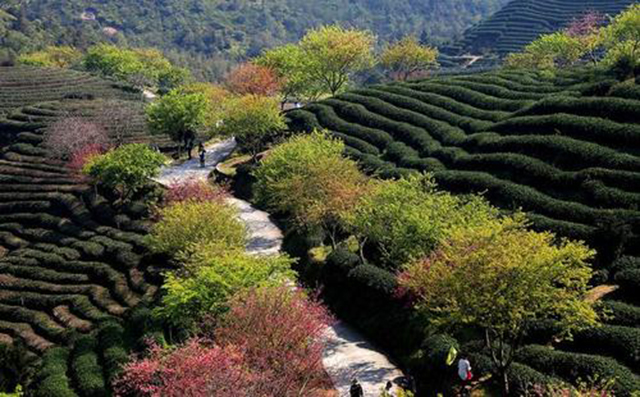 为什么安徽有名茶,安徽是不是最好的茶叶产区