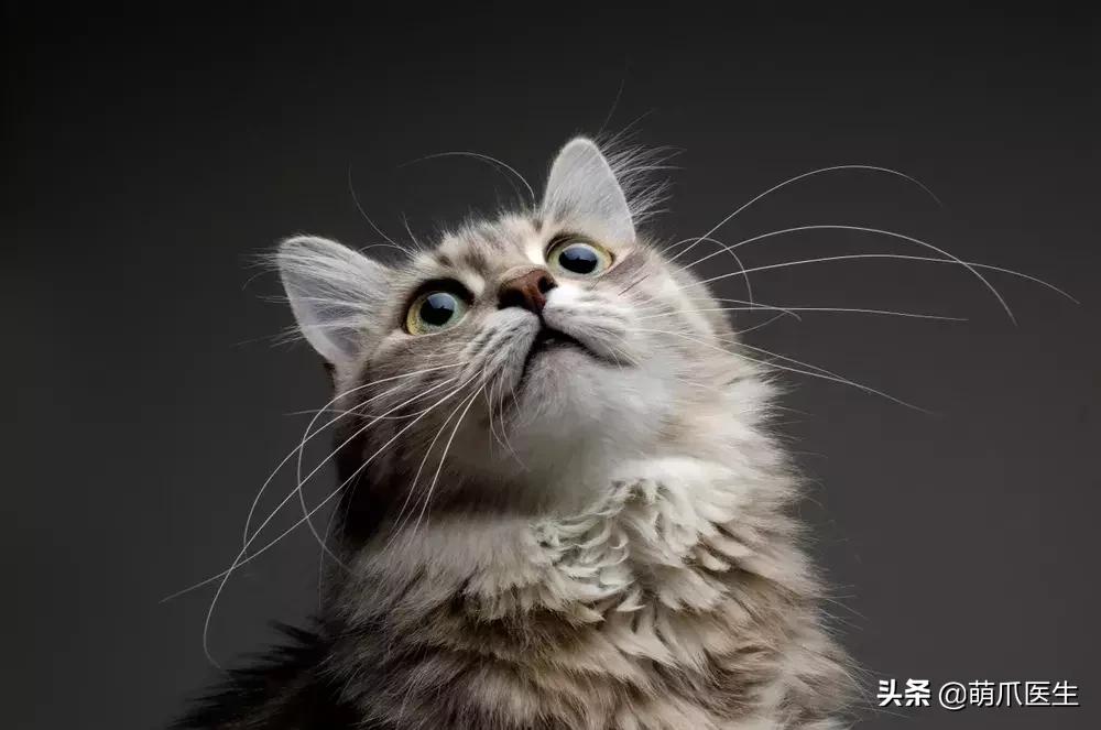 领养一只猫真的很难吗,领养很难