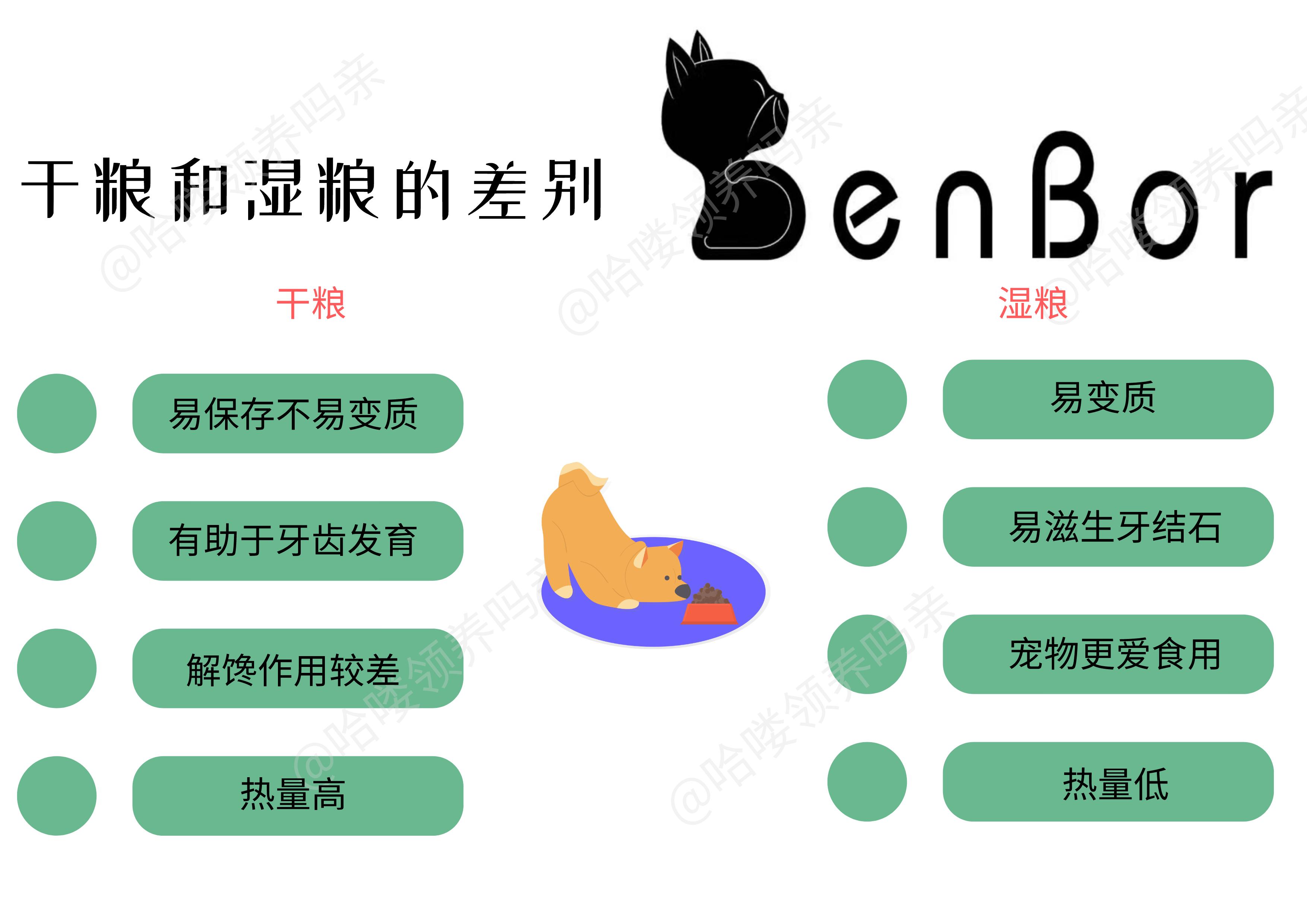 狗狗护牙方法大全,狗狗怎么护理狗牙