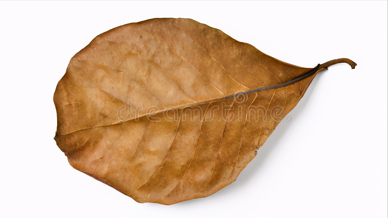 泰国斗鱼繁殖需要喂食吗,泰国斗鱼鱼苗多久可以开口喂食