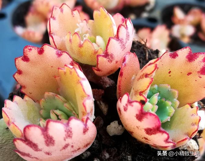 阳台养多肉怎么避免徒长,适合阳台养的多肉不容易徒长