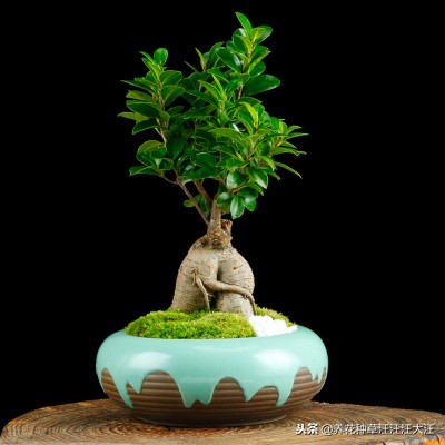 榕树的冬季管理方法,榕树的浇水原则