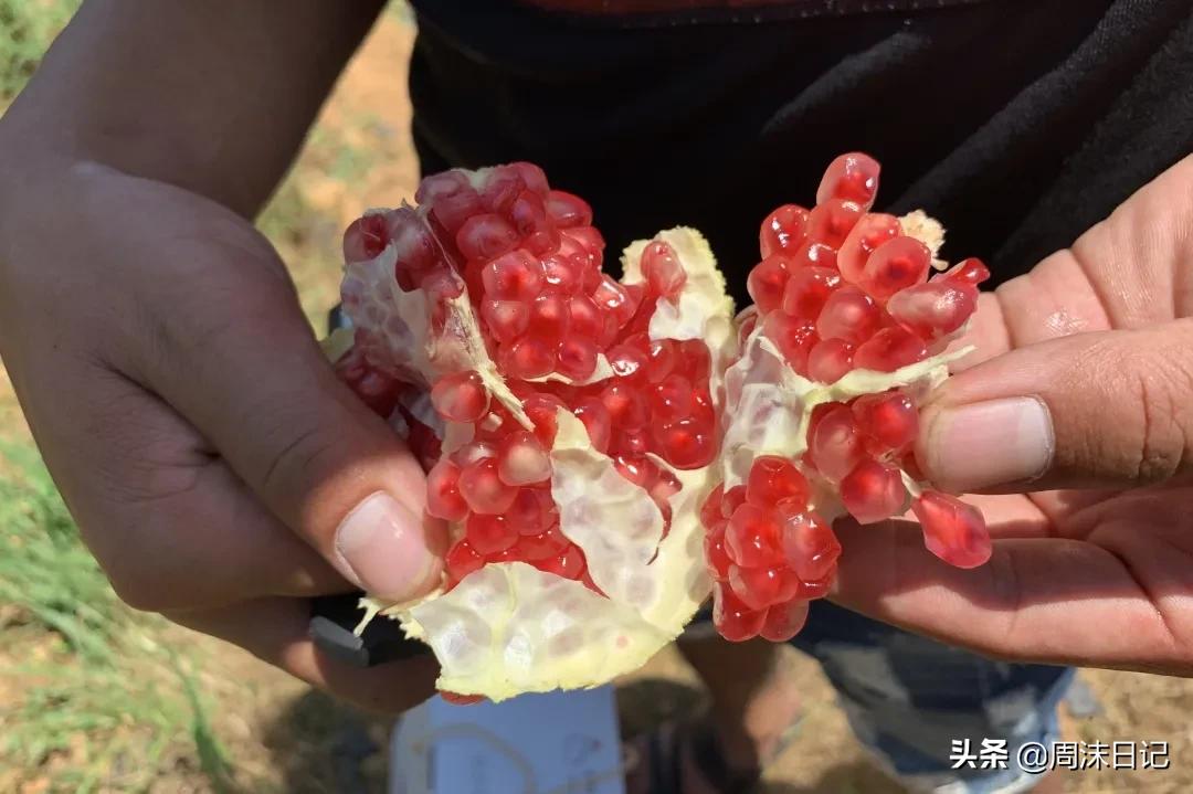 云南突尼斯软籽石榴爆汁不吐籽,甘甜爆汁突尼斯软籽石榴