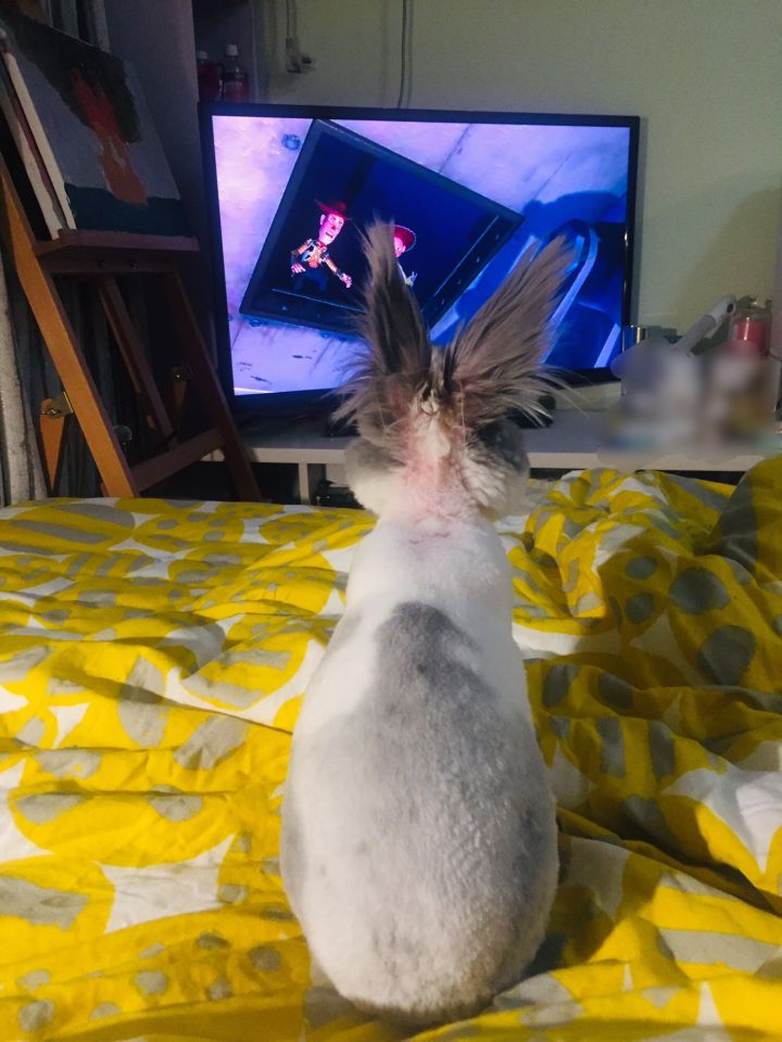 宠物知道主人爱它吗,你的宠物真的爱你吗