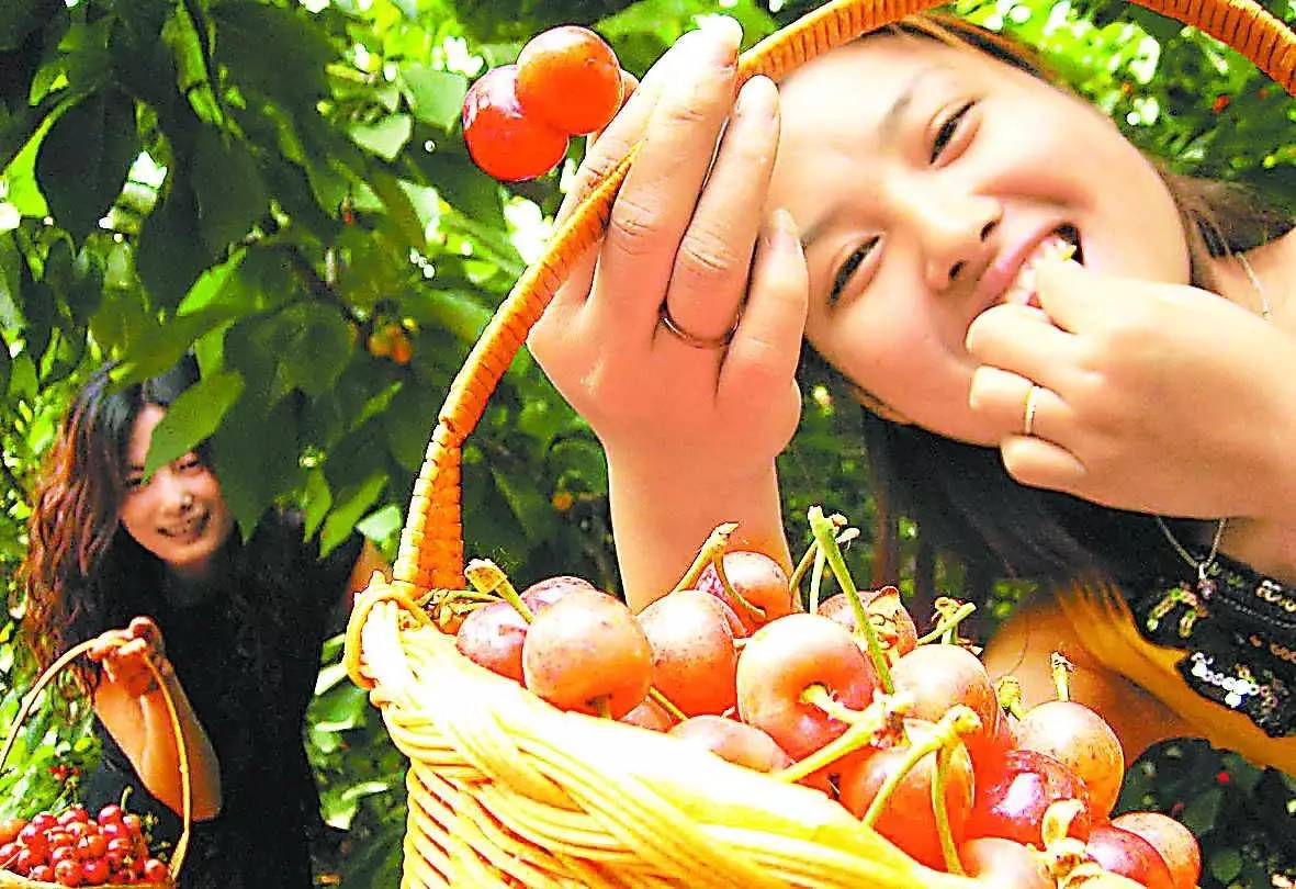 西安2023樱桃采摘园附近,西安樱桃采摘园地图