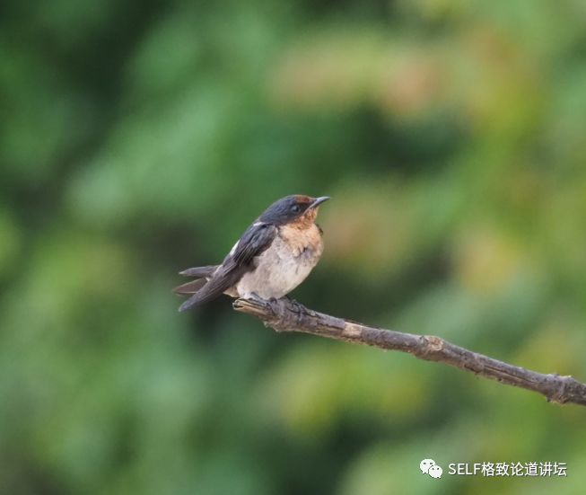 科学家如何观察植物,鸟类的研究方法