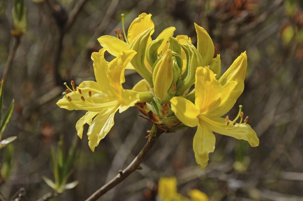 什么花适合送生日花,你的生日代表的花朵及寓意图片