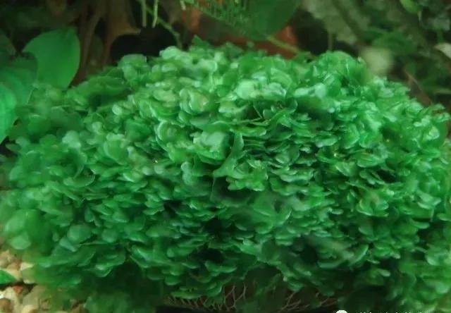 本色水景|教你认识——常见莫斯品种！水草造景学习