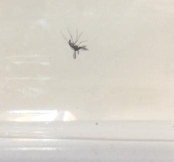 用100只蚊子做驱蚊测评,婴儿驱蚊液实测