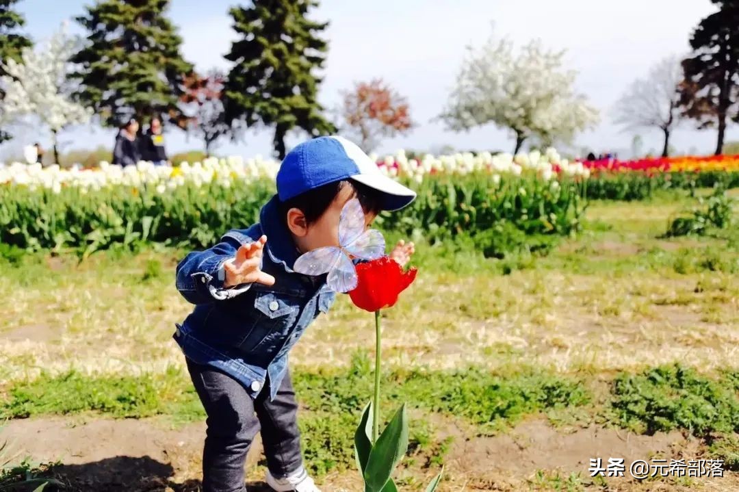 荷兰小镇郁金香盛开,荷兰小镇郁金香花海