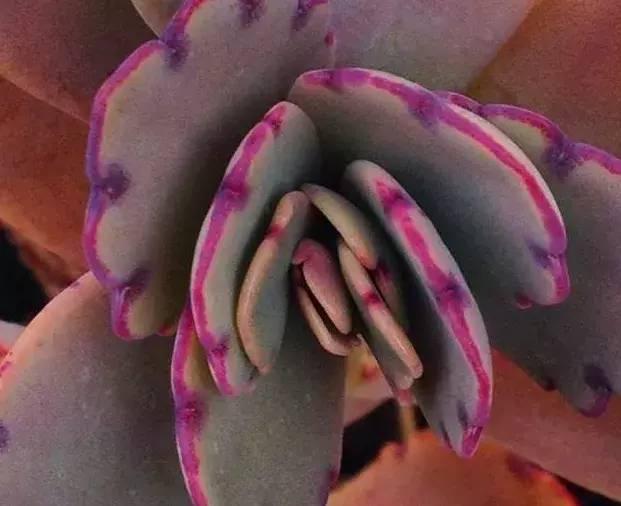 不死鸟怎么养合适,不死鸟怎么养才好看