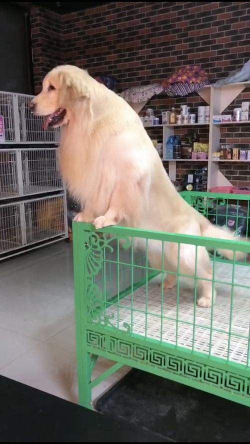 国内顶级金毛犬舍排名,金毛冠军犬舍