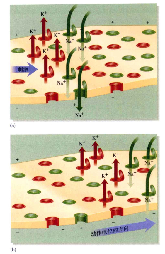 心理学的生物学基础知识,生物心理学知识书籍