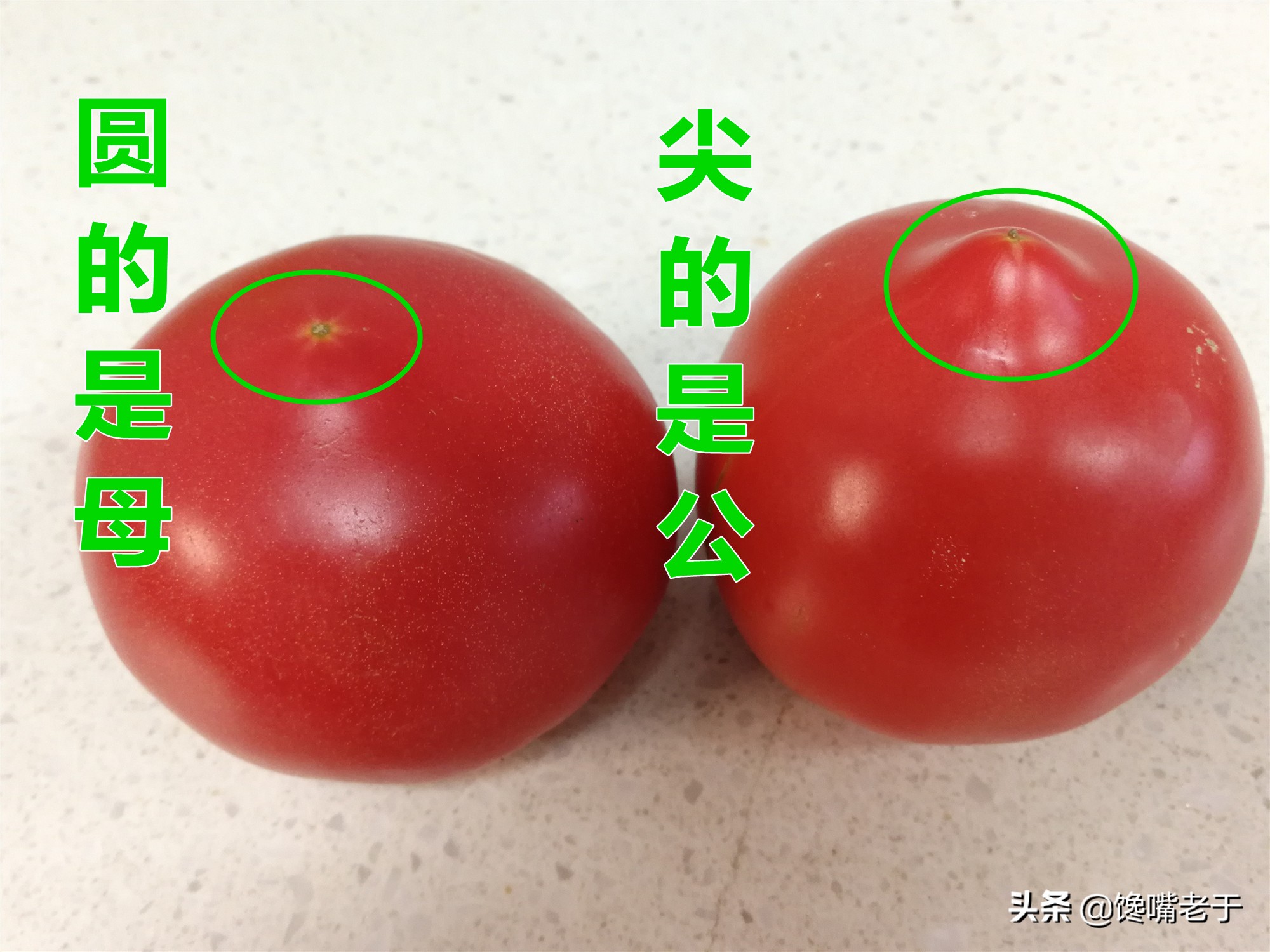 怎么挑西红柿又甜又不酸,现在的西红柿都那么硬