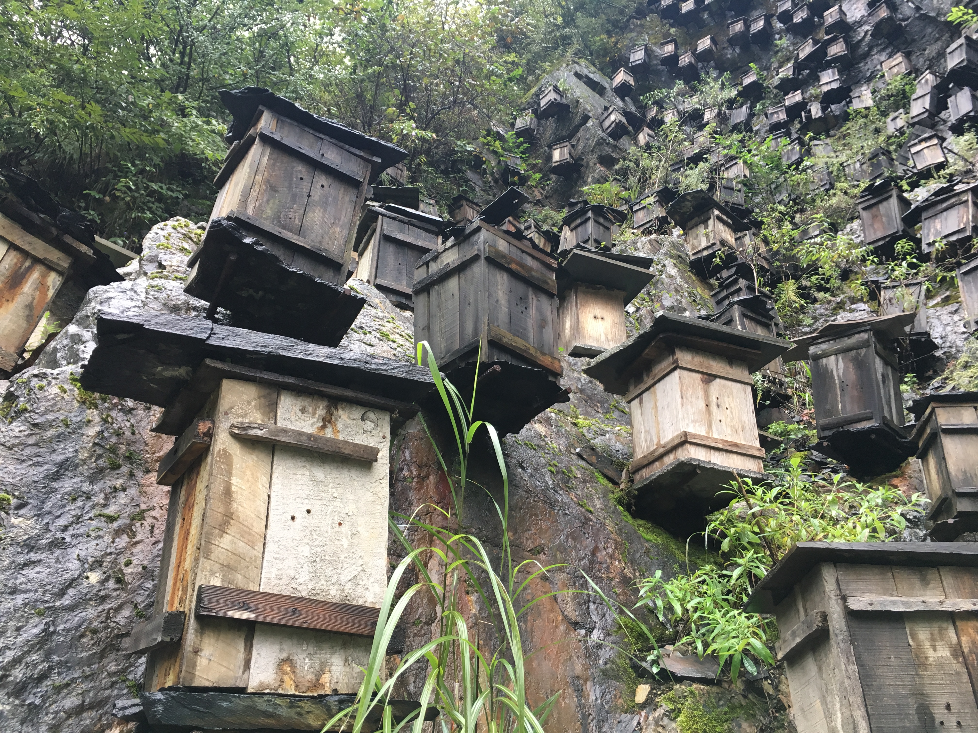 雨中神农架探秘之旅｜国庆节武汉至神农架自驾游攻略分享