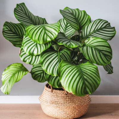 好养的盆栽花卉排名前十,盆栽花比较好养的有哪些