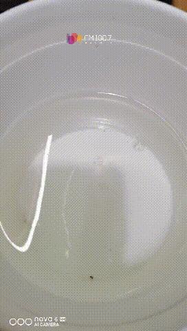 贵州铜仁发现水中大熊猫桃花水母,小区人工湖现水中大熊猫桃花水母